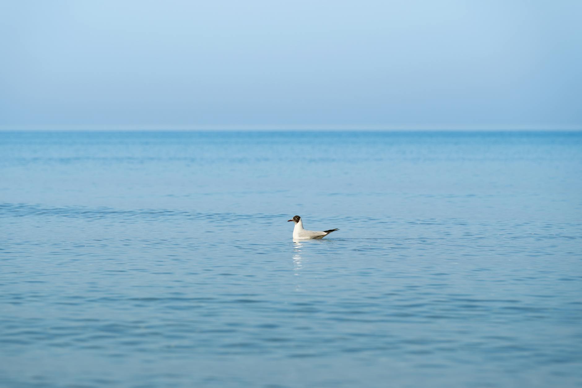 Za 10 dni: Meteorologiczne Lato w Wąbrzeźnie – Jak przetrwać upały?